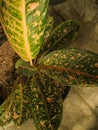 Aglaonema Ã¢â¬ËDona CarmenÃ¢â¬â¢ Hybrid is a wonderful tropical houseplant